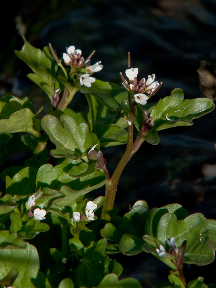 Изображение особи Cardamine regeliana.