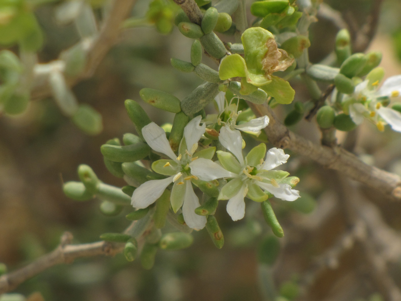 Изображение особи Tetraena dumosa.