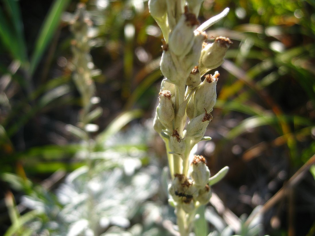 Image of Artemisia stelleriana specimen.