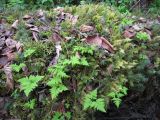 Gymnocarpium dryopteris. Молодые растения на валеже ели. Костромская область, Кологривский район, заповедник \"Кологривский лес\", участок коренных ельников. 29 мая 2011 г.