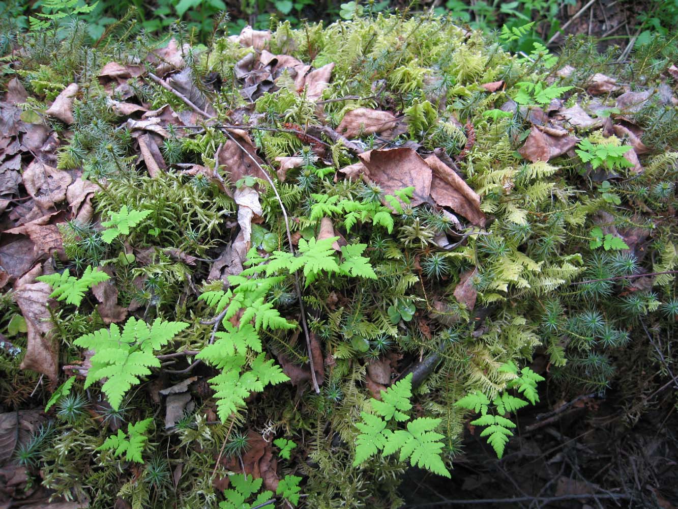 Изображение особи Gymnocarpium dryopteris.