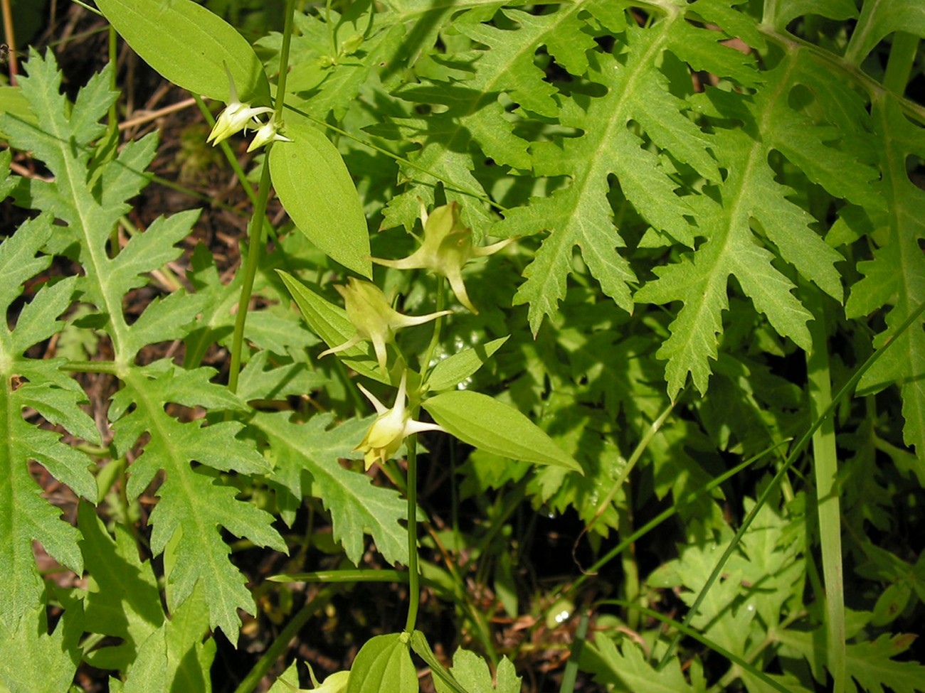 Image of Halenia corniculata specimen.