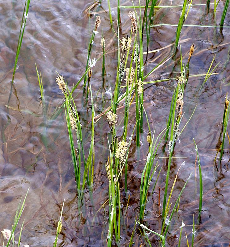 Изображение особи Carex nigra.