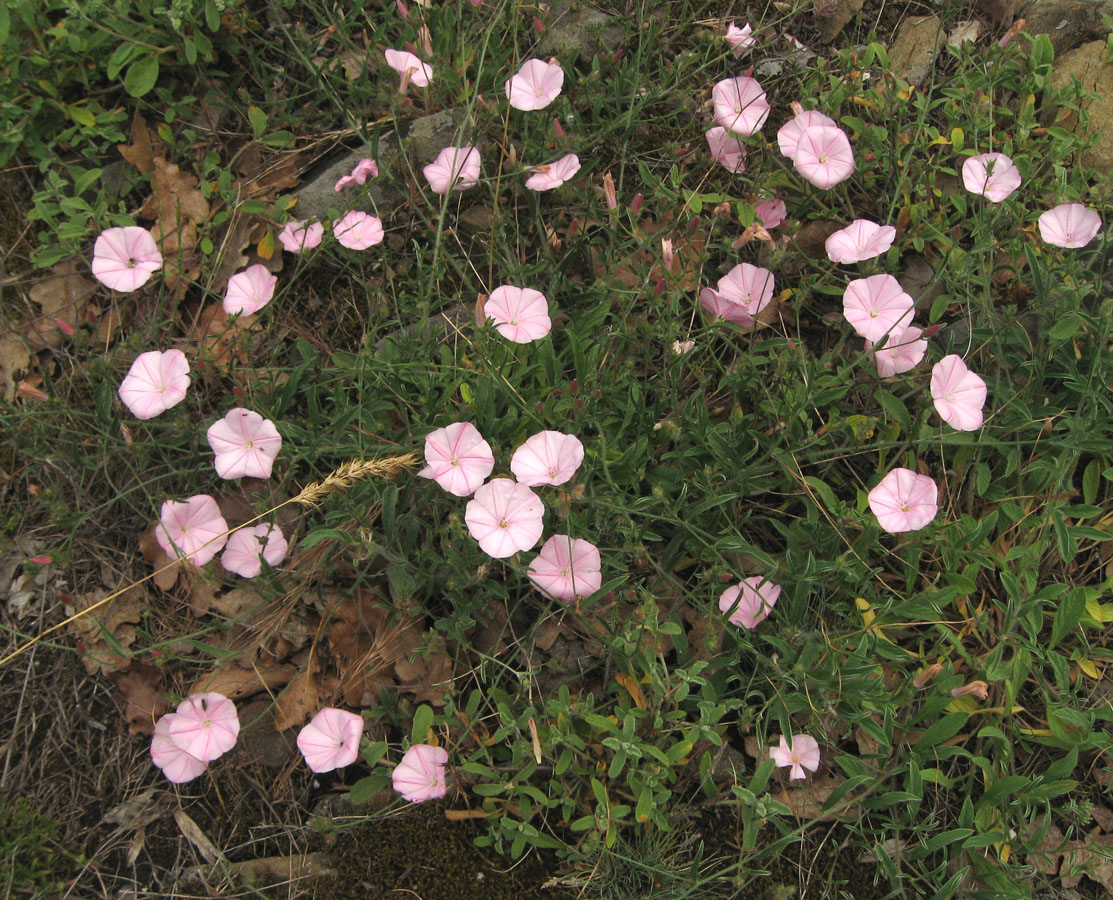 Image of Convolvulus cantabrica specimen.