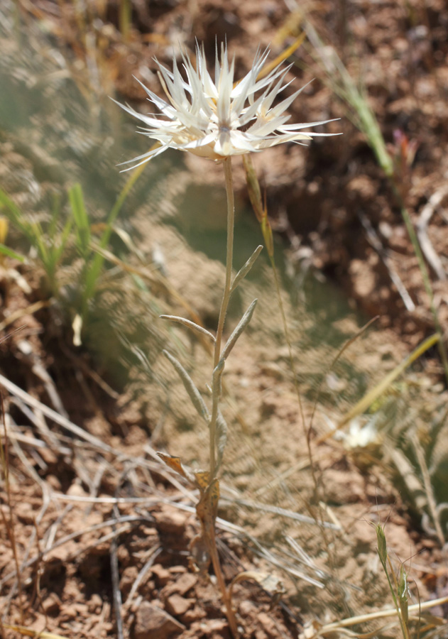 Изображение особи Chardinia orientalis.