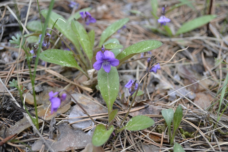 Изображение особи Viola gmeliniana.