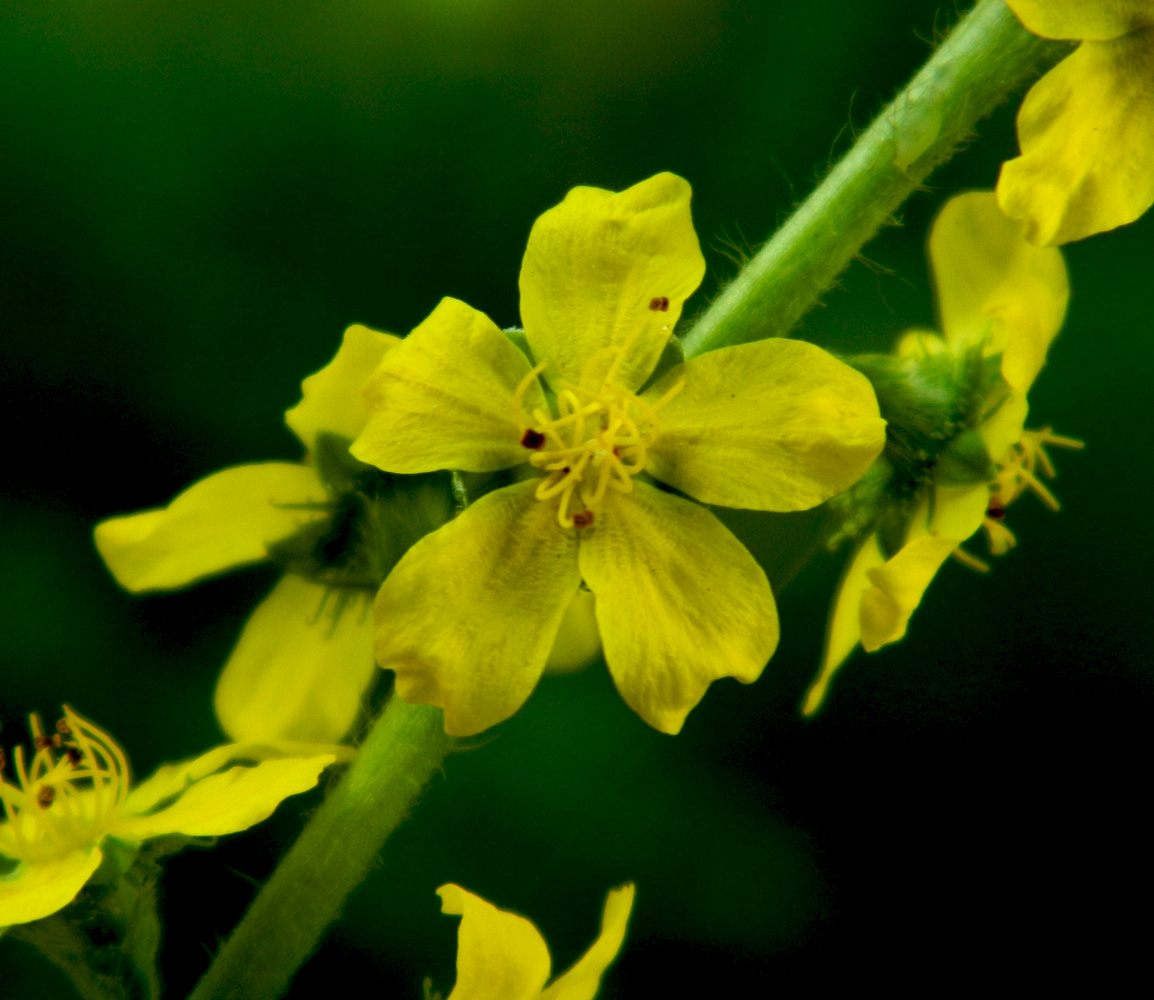 Image of Agrimonia eupatoria specimen.