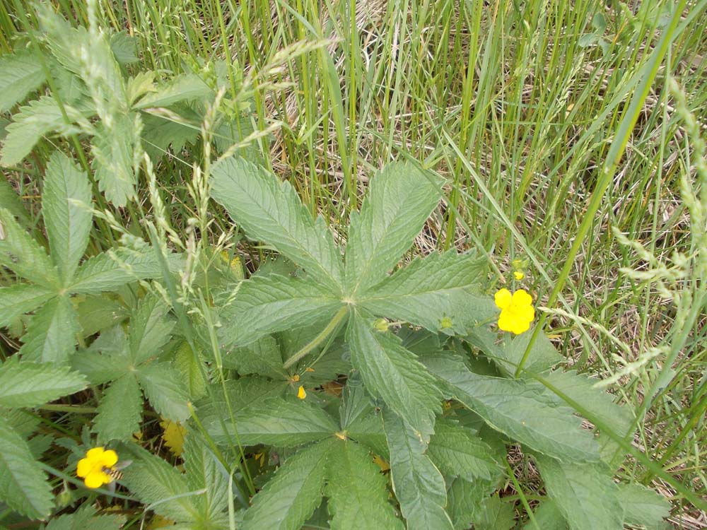 Image of Potentilla chrysantha specimen.