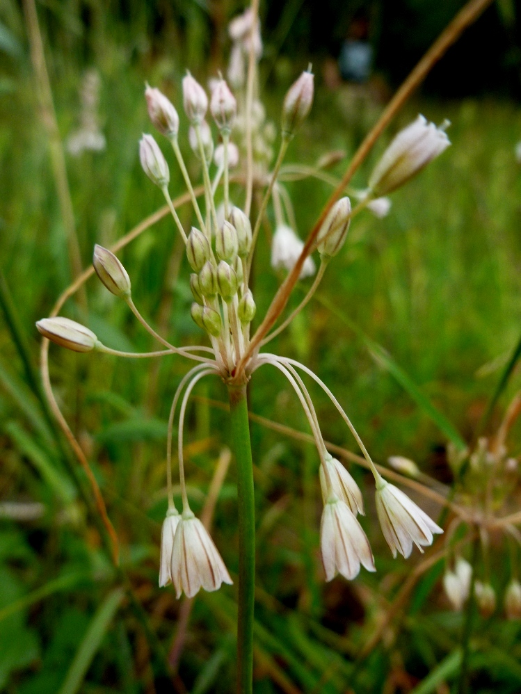 Image of Allium karsianum specimen.