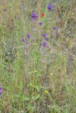 Salvia viridis