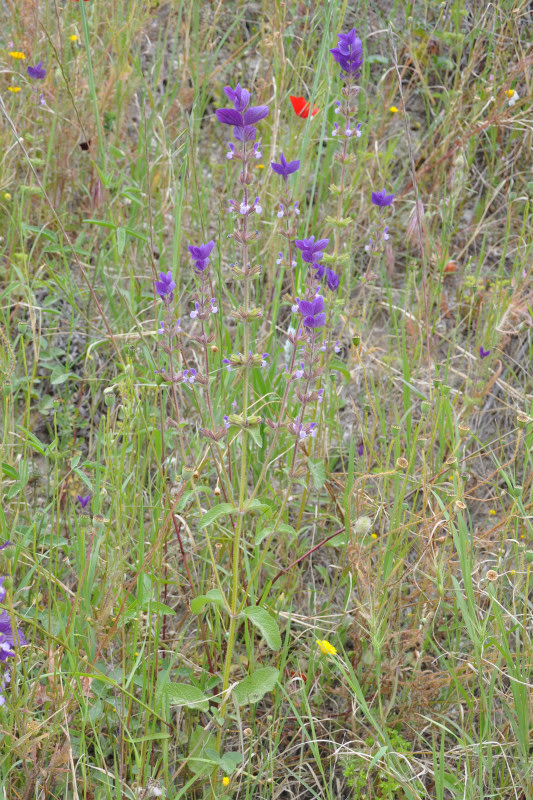 Изображение особи Salvia viridis.