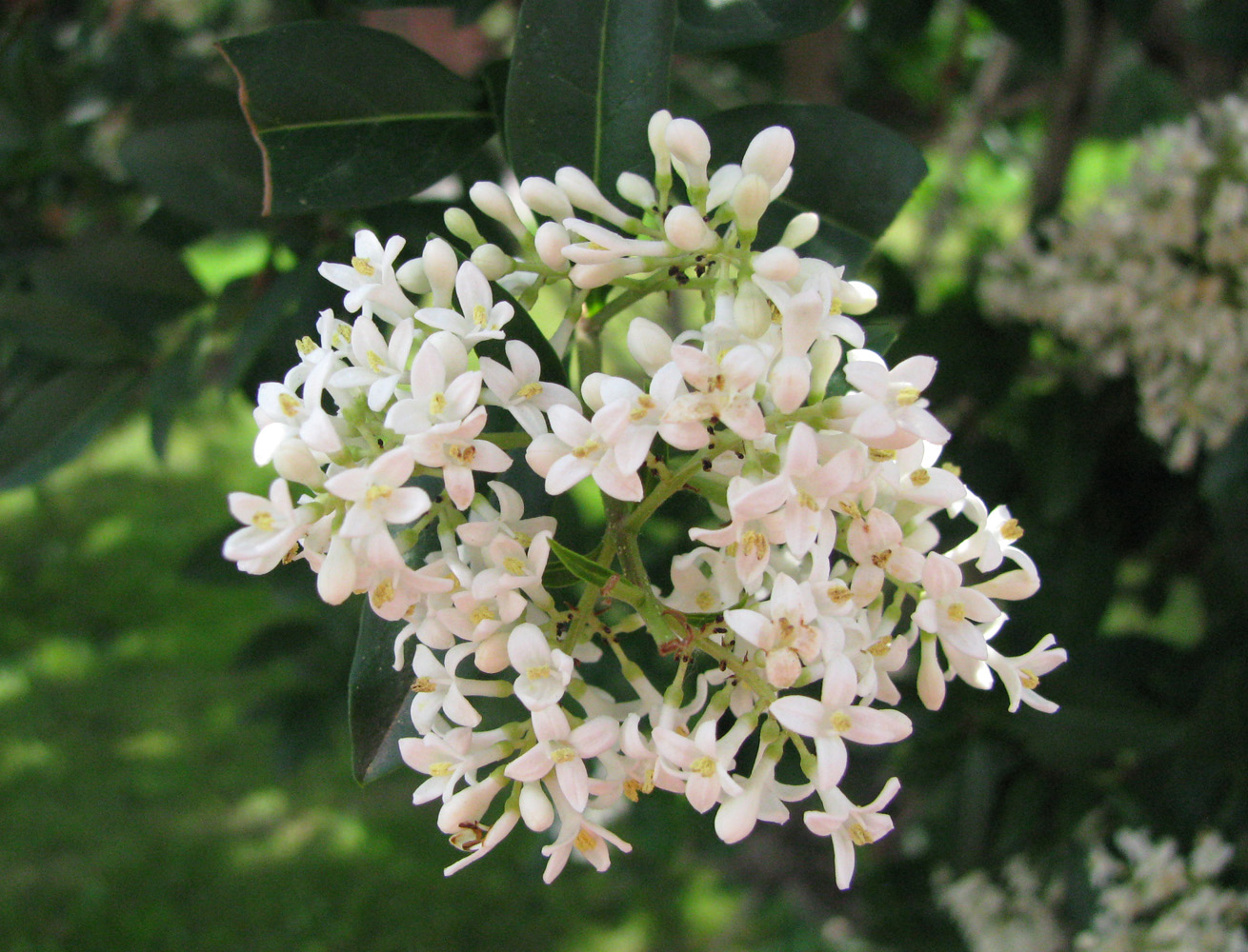 Изображение особи Ligustrum vulgare.