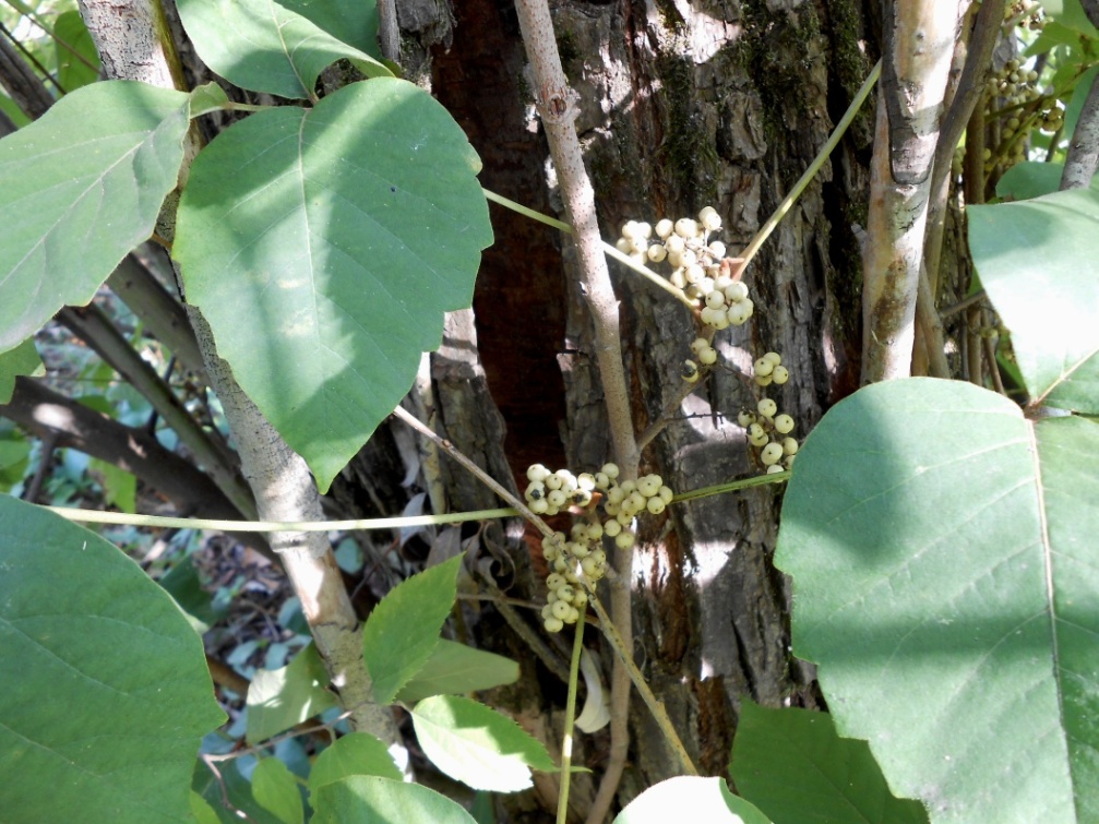 Image of Toxicodendron radicans specimen.