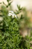 Argusia sibirica