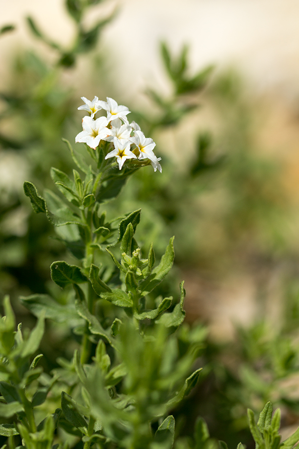 Изображение особи Argusia sibirica.