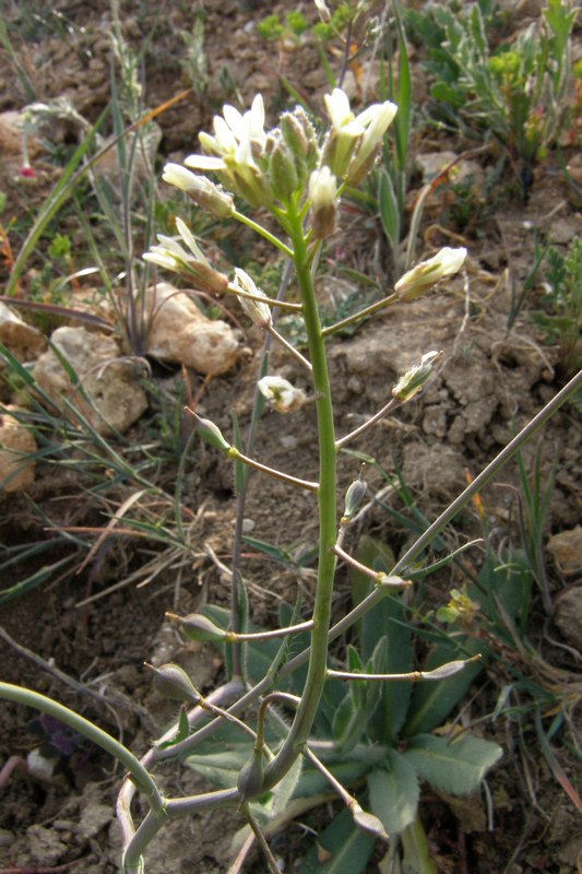 Image of Camelina rumelica specimen.