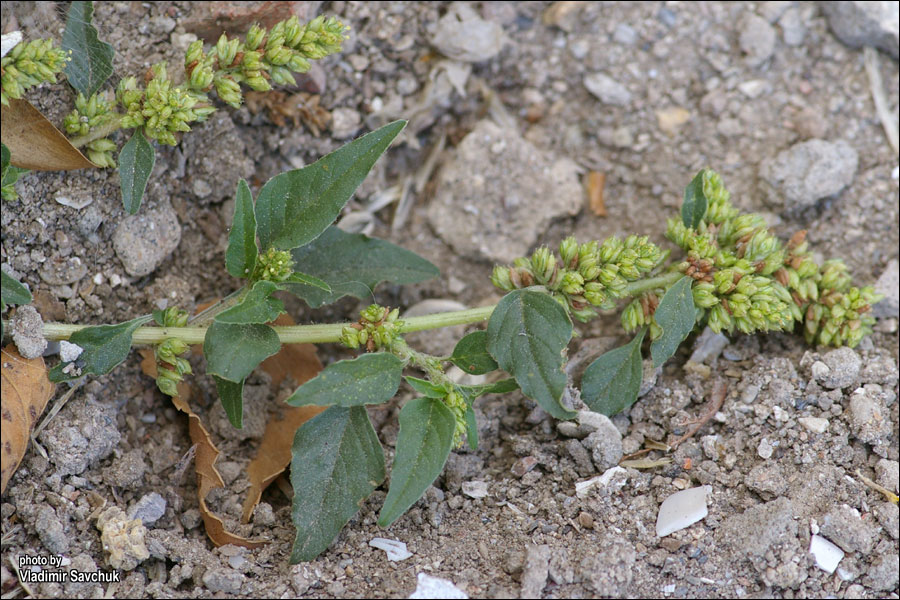 Image of Amaranthus deflexus specimen.