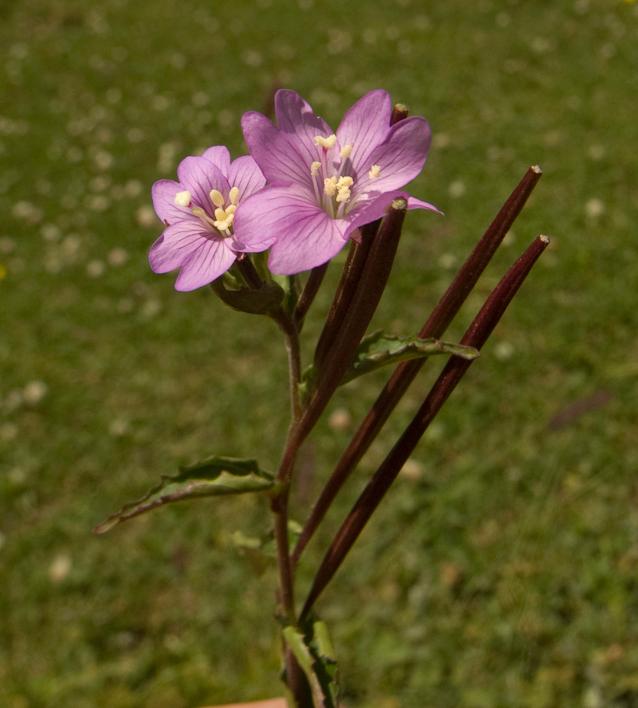 Image of Epilobium montanum specimen.