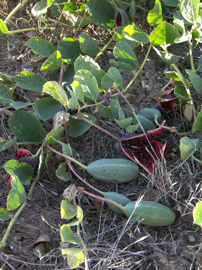 Image of Capparis herbacea specimen.