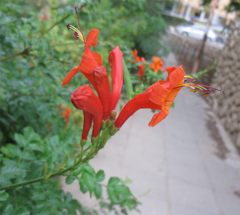 Изображение особи Tecomaria capensis.