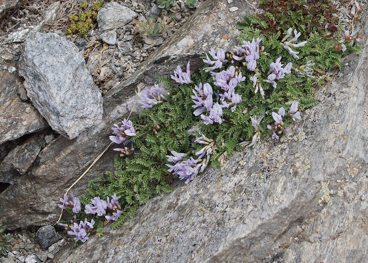 Изображение особи Astragalus levieri.