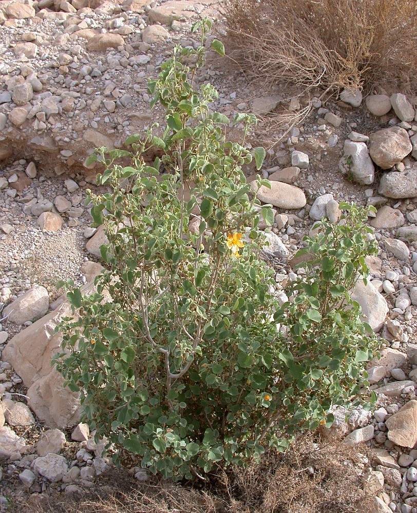 Image of Abutilon fruticosum specimen.