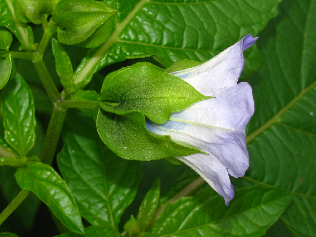 Image of Nicandra physalodes specimen.