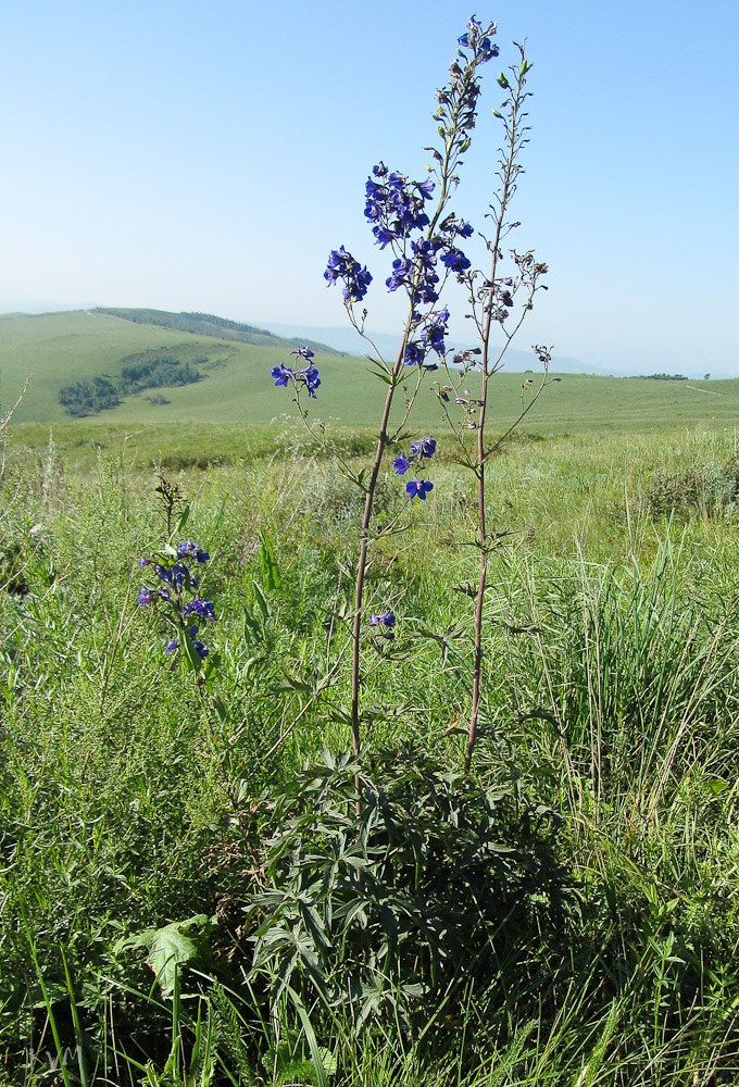 Изображение особи Delphinium dictyocarpum.