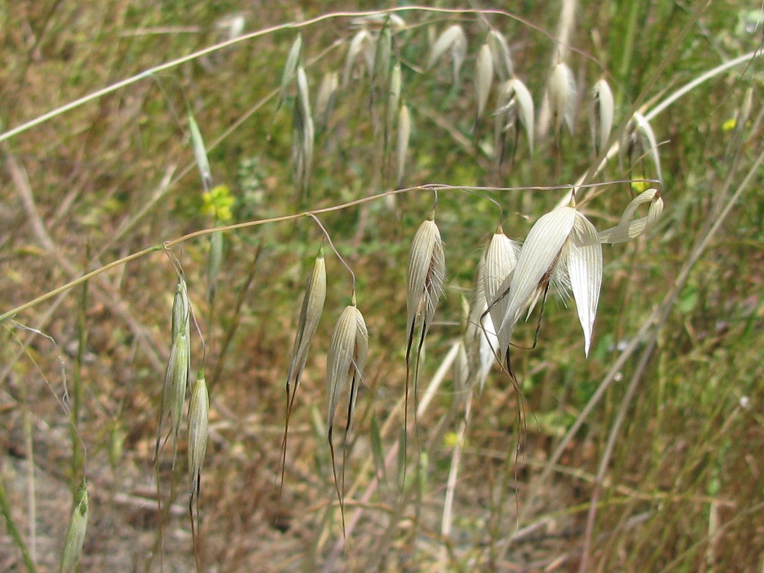 Изображение особи Avena trichophylla.