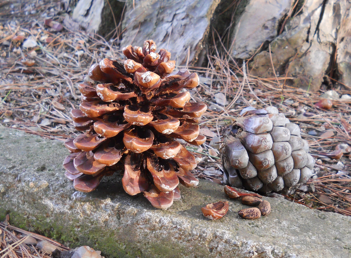 Image of Pinus pinea specimen.