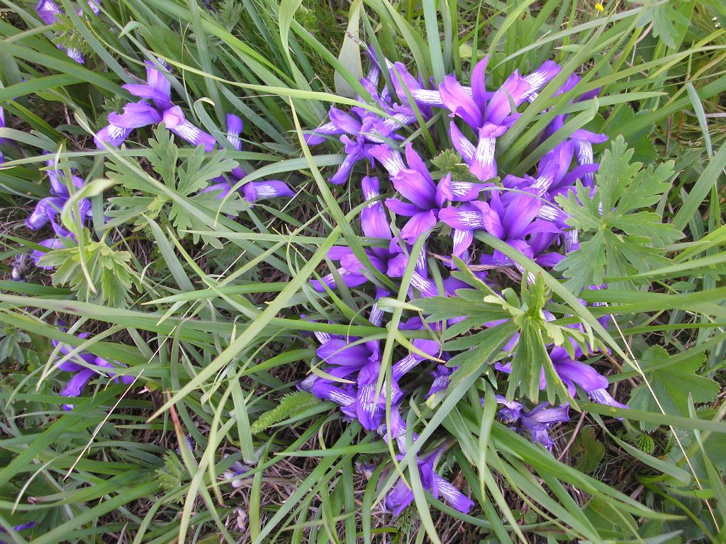 Image of Iris ruthenica specimen.