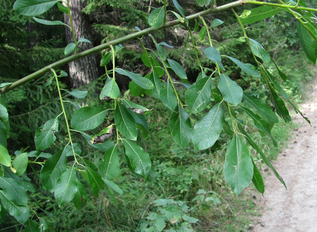 Image of Salix myrsinifolia specimen.