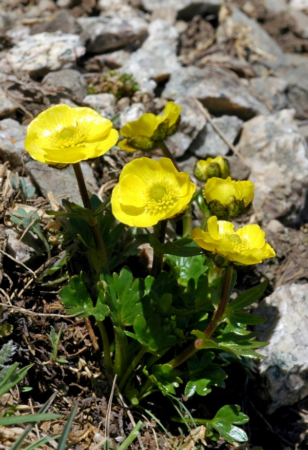 Изображение особи Ranunculus transiliensis.