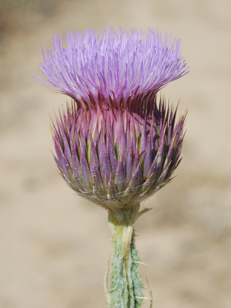 Image of Onopordum leptolepis specimen.