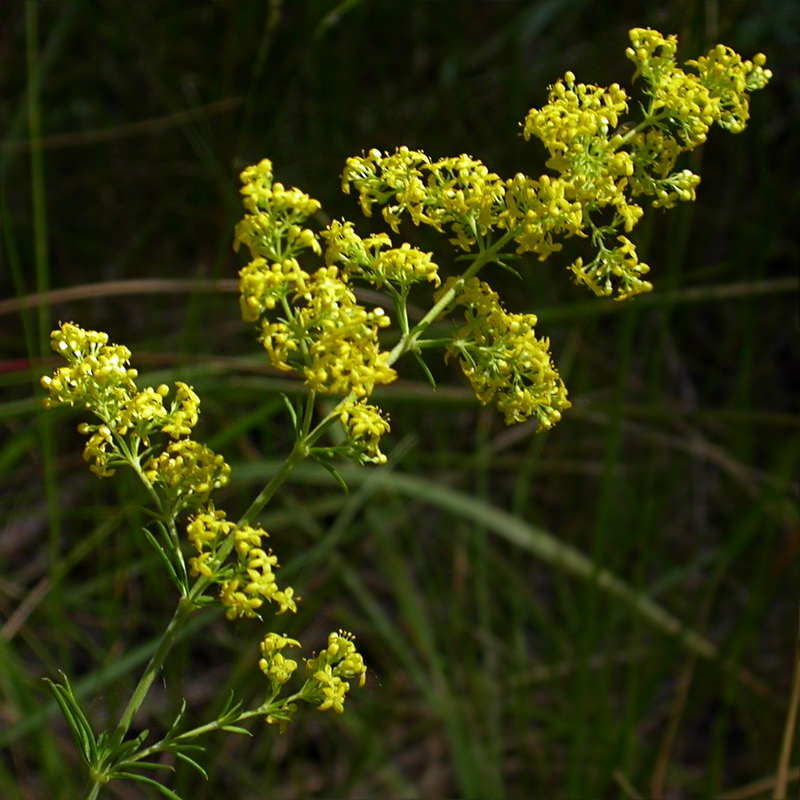 Изображение особи Galium verum.