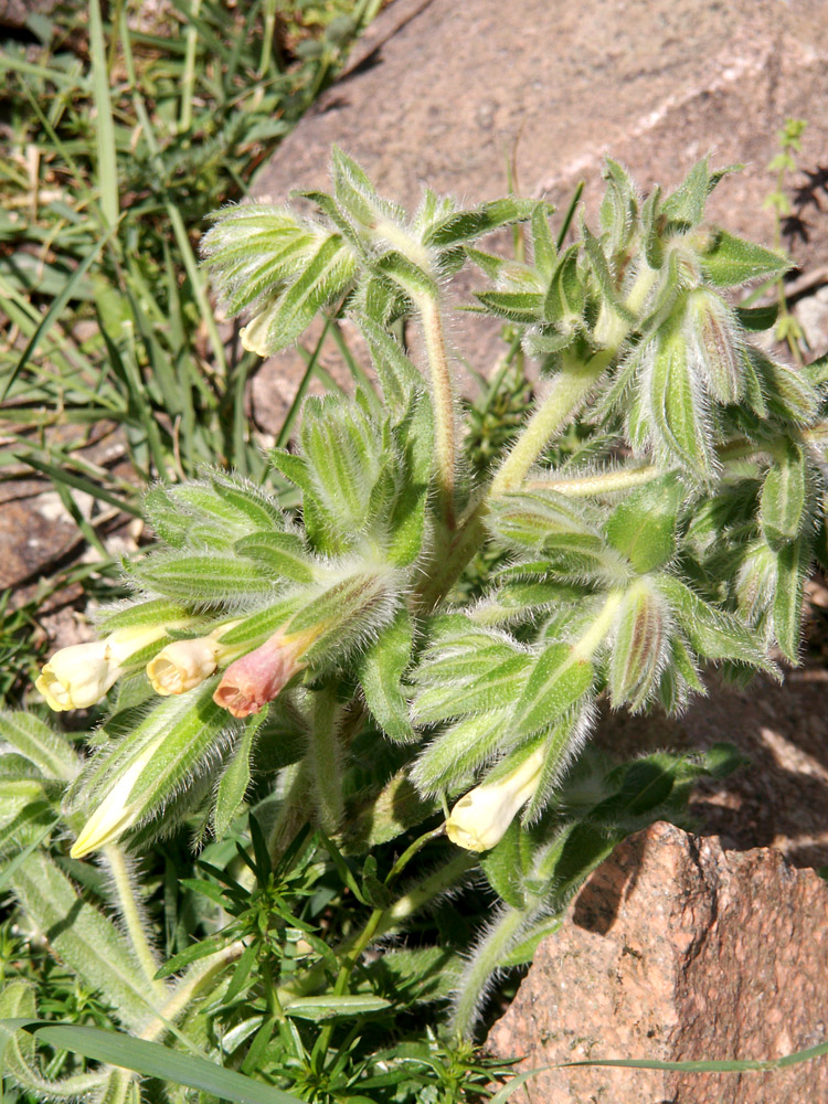 Изображение особи Onosma dichroantha.