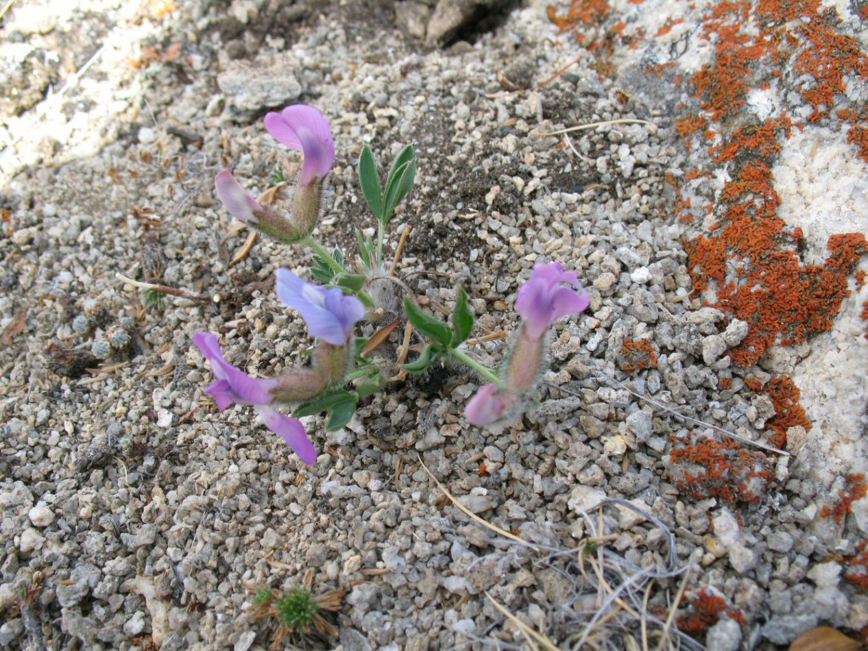 Image of Oxytropis triphylla specimen.