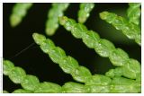 Thuja occidentalis