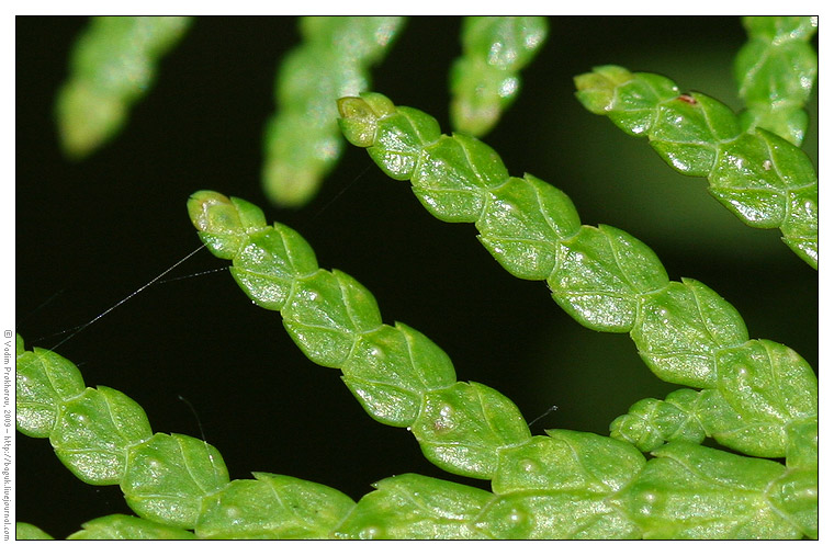 Image of Thuja occidentalis specimen.