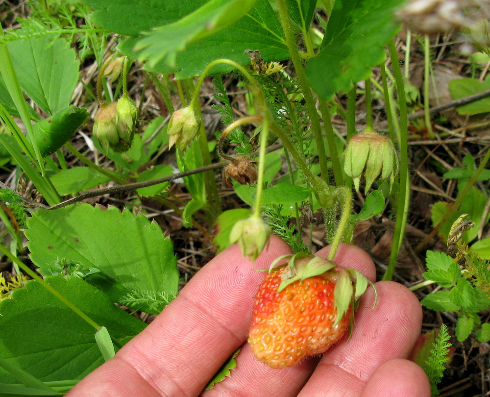 Image of Fragaria &times; ananassa specimen.