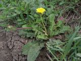 genus Taraxacum