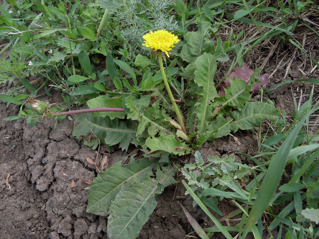 Изображение особи род Taraxacum.