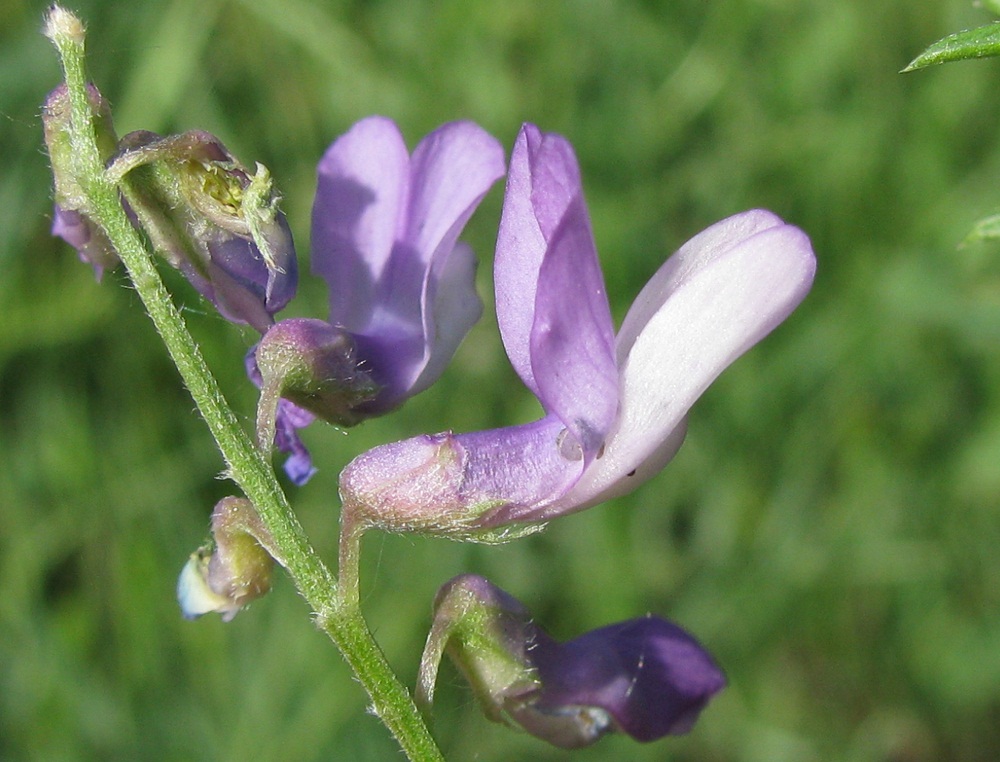 Image of Vicia cracca specimen.