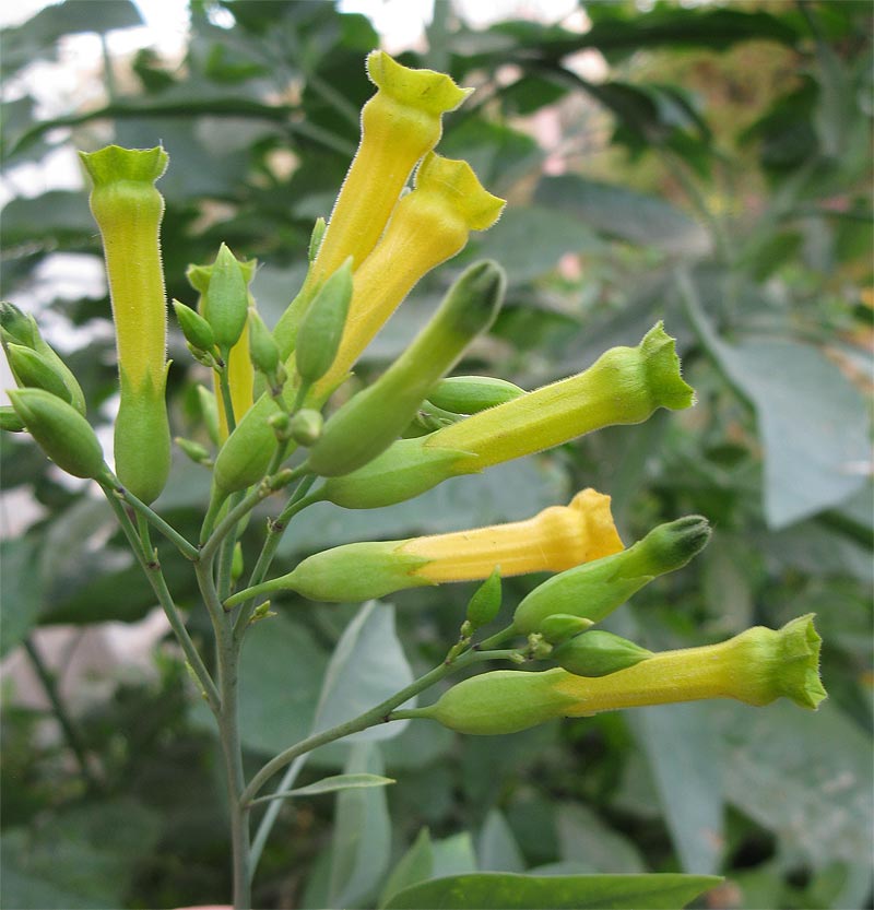 Изображение особи Nicotiana glauca.