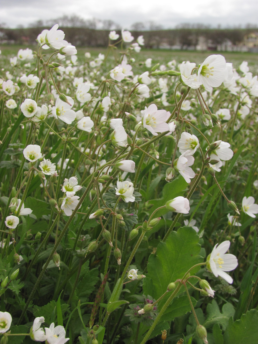 Изображение особи Holosteum glutinosum ssp. liniflorum.