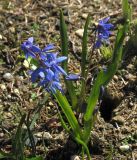 Scilla caucasica. Цветущие растения. Москва, в культуре из окр. Лерика. 26.04.2013.