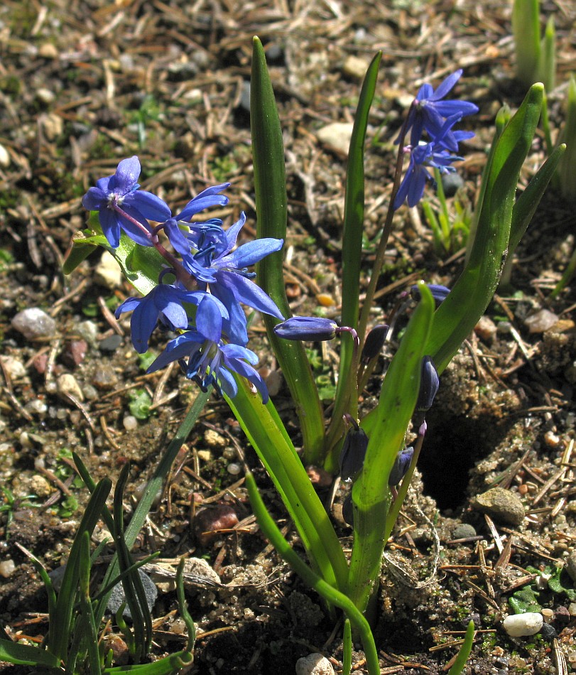 Изображение особи Scilla caucasica.