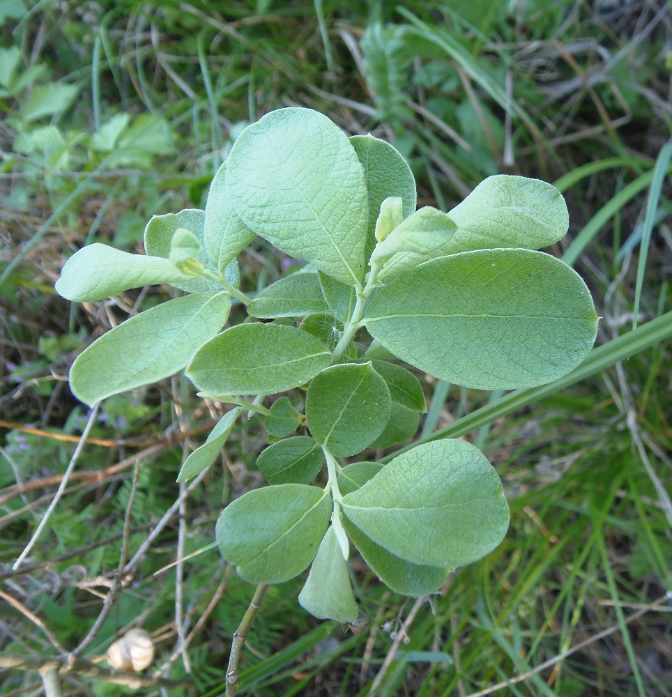 Изображение особи Salix aurita.