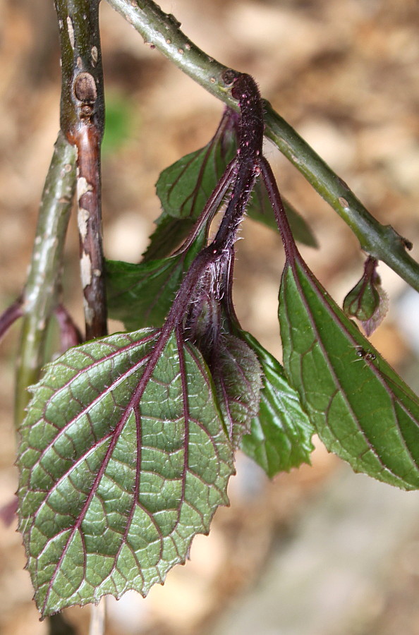 Image of Clerodendrum bungei specimen.