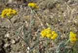 Achillea taurica